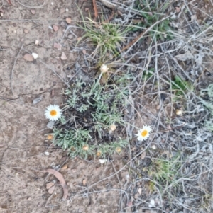 Leucochrysum albicans at Bungendore, NSW - 17 Oct 2023