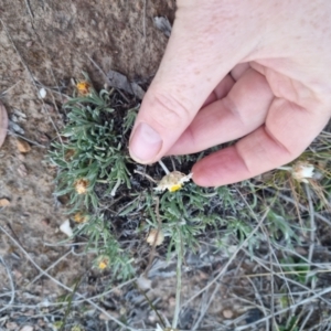 Leucochrysum albicans at Bungendore, NSW - 17 Oct 2023