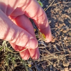 Leucochrysum albicans at Bungendore, NSW - 17 Oct 2023