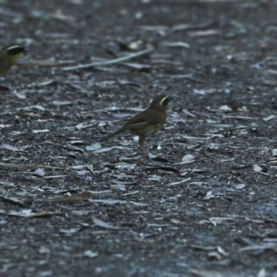 Neosericornis citreogularis (Yellow-throated Scrubwren) at Mungo Brush, NSW - 15 Oct 2023 by Trevor