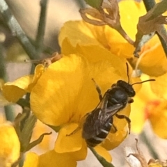 Lasioglossum (Chilalictus) sp. (genus & subgenus) (Halictid bee) at Mount Annan, NSW - 27 Sep 2023 by JudeWright