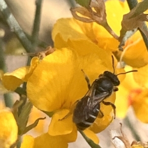 Lasioglossum (Chilalictus) sp. (genus & subgenus) at Mount Annan, NSW - 27 Sep 2023