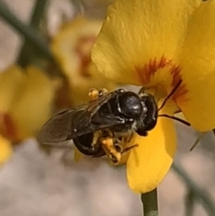 Lasioglossum (Chilalictus) sp. (genus & subgenus) at Mount Annan, NSW - 27 Sep 2023