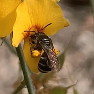 Lasioglossum (Chilalictus) sp. (genus & subgenus) at Mount Annan, NSW - 27 Sep 2023