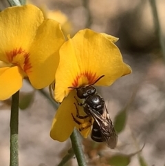 Lasioglossum (Chilalictus) sp. (genus & subgenus) at Mount Annan, NSW - 27 Sep 2023