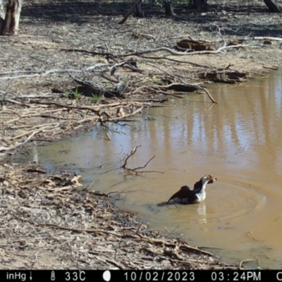 Microcarbo melanoleucos (Little Pied Cormorant) at Fentons Creek, VIC - 2 Oct 2023 by KL