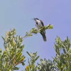 Entomyzon cyanotis (Blue-faced Honeyeater) at Mungo Brush, NSW - 15 Oct 2023 by Trevor