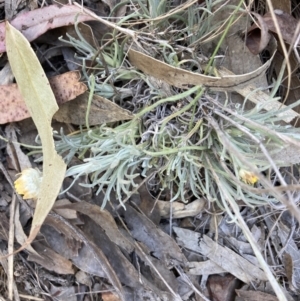 Leucochrysum albicans subsp. albicans at Bruce, ACT - 17 Oct 2023