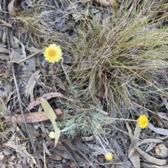 Leucochrysum albicans subsp. albicans at Bruce, ACT - 17 Oct 2023 05:52 PM