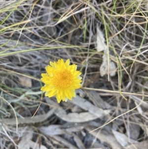 Leucochrysum albicans subsp. albicans at Bruce, ACT - 17 Oct 2023 05:52 PM