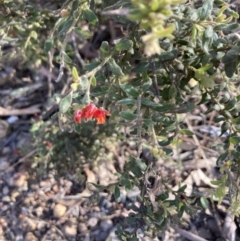 Grevillea alpina (Mountain Grevillea / Cat's Claws Grevillea) at Bruce, ACT - 17 Oct 2023 by lyndallh