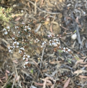 Gaudium multicaule at Bruce, ACT - 17 Oct 2023 05:37 PM