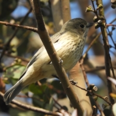 Pachycephala rufiventris (Rufous Whistler) at Murrumbateman, NSW - 17 Oct 2023 by SimoneC