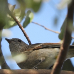 Pachycephala pectoralis at Murrumbateman, NSW - 17 Oct 2023