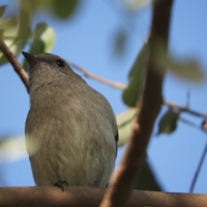 Pachycephala pectoralis at Murrumbateman, NSW - 17 Oct 2023