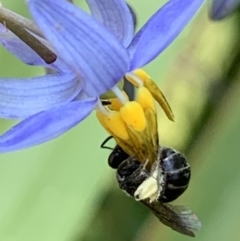 Lasioglossum sp. (genus) (Furrow Bee) at Hornsby, NSW - 30 Sep 2023 by JudeWright