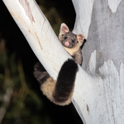 Petaurus australis (Yellow-bellied Glider) at Cotter River, ACT - 9 Oct 2023 by Mikayla93