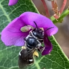 Lasioglossum (Chilalictus) sp. (genus & subgenus) (Halictid bee) at Hornsby, NSW - 30 Sep 2023 by JudeWright