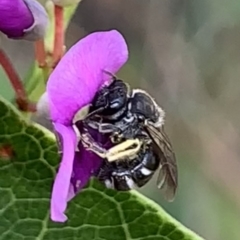 Lasioglossum (Chilalictus) sp. (genus & subgenus) at Hornsby, NSW - 30 Sep 2023