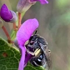 Lasioglossum (Chilalictus) sp. (genus & subgenus) at Hornsby, NSW - 30 Sep 2023