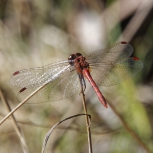 Diplacodes bipunctata at Melrose - 10 Oct 2023