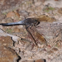 Orthetrum caledonicum (Blue Skimmer) at Melrose - 10 Oct 2023 by RomanSoroka