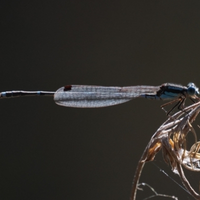 Austrolestes leda (Wandering Ringtail) at Tuggeranong, ACT - 10 Oct 2023 by RomanSoroka