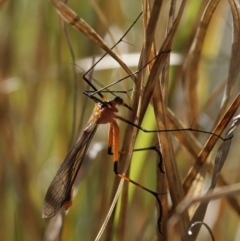 Harpobittacus australis (Hangingfly) at Melrose - 10 Oct 2023 by roman_soroka