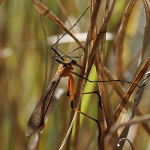 Harpobittacus australis at Tuggeranong, ACT - 10 Oct 2023