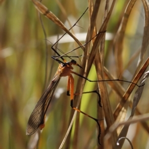 Harpobittacus australis at Tuggeranong, ACT - 10 Oct 2023 04:49 PM