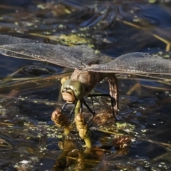 Anax papuensis (Australian Emperor) at Tuggeranong, ACT - 10 Oct 2023 by RomanSoroka