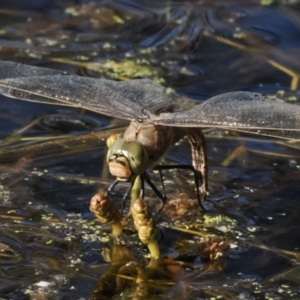 Anax papuensis at Melrose - 10 Oct 2023