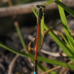 Ischnura aurora (Aurora Bluetail) at Tuggeranong, ACT - 10 Oct 2023 by RomanSoroka