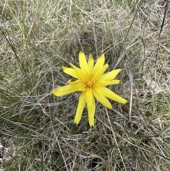 Microseris walteri (Yam Daisy, Murnong) at Gungahlin, ACT - 17 Oct 2023 by SimoneC