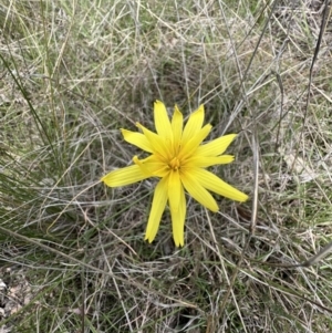 Microseris walteri at Gungahlin, ACT - 17 Oct 2023