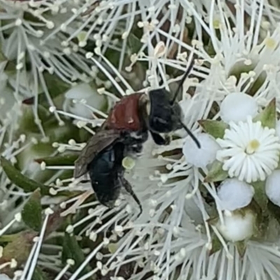 Euryglossa ephippiata (Saddleback Euryglossine Bee) at Mount Annan, NSW - 10 Oct 2023 by JudeWright