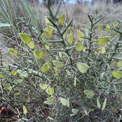 Daviesia genistifolia (Broom Bitter Pea) at Gungahlin, ACT - 17 Oct 2023 by SimoneC