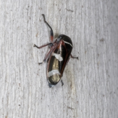 Eurymeloides bicincta (Gumtree hopper) at Chakola, NSW - 14 Oct 2023 by AlisonMilton