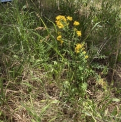 Hypericum perforatum (St John's Wort) at Turner, ACT - 17 Oct 2023 by JohnGiacon