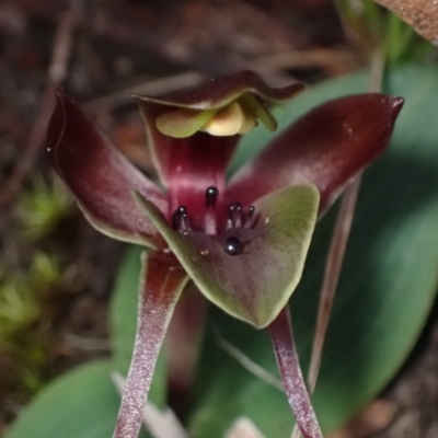 Chiloglottis valida (Large Bird Orchid) at Halls Gap, VIC - 17 Oct 2023 by AnneG1