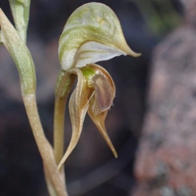 Oligochaetochilus aciculiformis (Needle-point rustyhood) at Halls Gap, VIC - 17 Oct 2023 by AnneG1