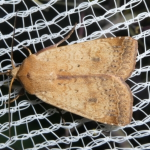 Diarsia intermixta at Charleys Forest, NSW - suppressed