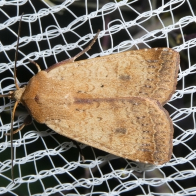 Diarsia intermixta (Chevron Cutworm, Orange Peel Moth.) at Mongarlowe River - 17 Oct 2023 by arjay