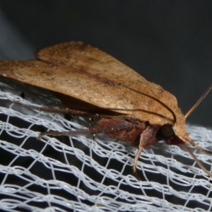 Diarsia intermixta at Charleys Forest, NSW - suppressed