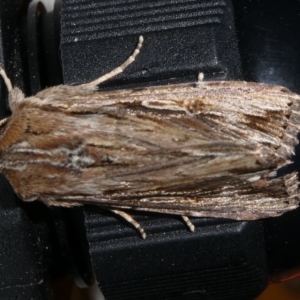 Persectania ewingii at Charleys Forest, NSW - suppressed