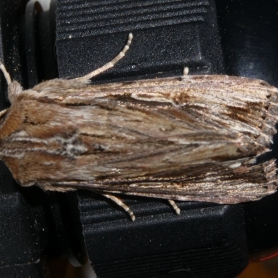 Persectania ewingii (Southern Armyworm) at Charleys Forest, NSW - 17 Oct 2023 by arjay