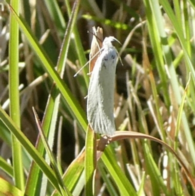 Zacorus carus (White Wingia) at Charleys Forest, NSW - 17 Oct 2023 by arjay
