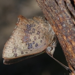 Paralucia aurifera (Bright Copper) at Mongarlowe River - 16 Oct 2023 by arjay