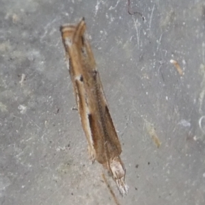 Eutorna tricasis at Charleys Forest, NSW - suppressed