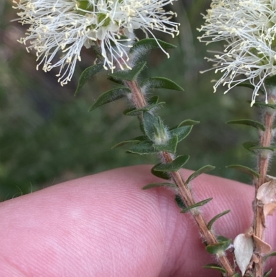 Melaleuca squarrosa (Bottle-brush Teatree) at Hyams Beach, NSW - 3 Oct 2023 by Tapirlord